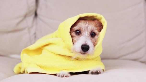 Cuki Kutyakölyök Törülközővel Fürdés Után Kutyakekszre Várva Állatápolás — Stock videók