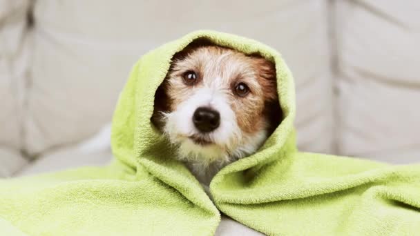 Kézzel Kutyakekszet Egy Aranyos Boldog Kiskutyának Fürdés Után Vicces Kutya — Stock videók