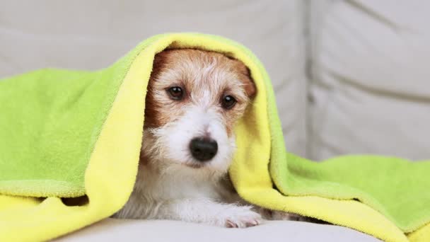 담요와 귀여운 강아지의 Grooming — 비디오