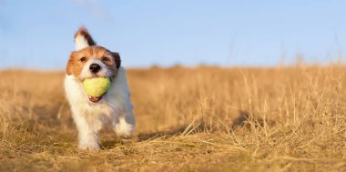 Oynayan mutlu aktif köpek yürüyüşü ve çimlerin üzerinde tenis topu getirmek. Yavru köpek afişi.