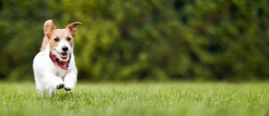Otların arasında koşan komik kulaklı mutlu aktif evcil köpek. Yavru köpek hiperaktivite afişi, arkaplan.
