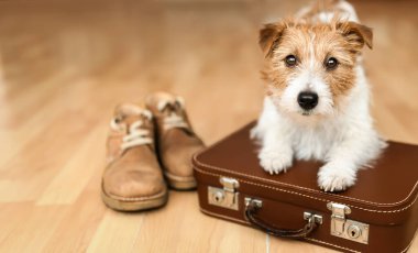 Elinde bavul ve ayakkabılarla bekleyen sevimli bir köpek yavrusu. Evcil hayvan oteli, seyahat, tatil veya tatil geçmişi.