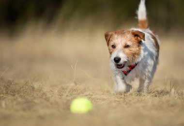 Oyuncu mutlu Jack Russell Terrier köpeği çimlerin üzerinde oyuncak topuna doğru yürüyor.