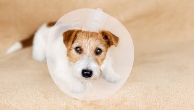 Face of a cute healthy recovering dog as wearing funnel collar. Protection after castration surgery. clipart