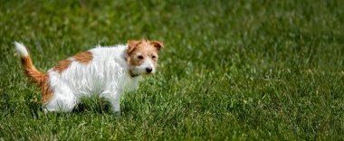 Köpek yavrusunun çişini yapması, çimlere tuvaletini yapması