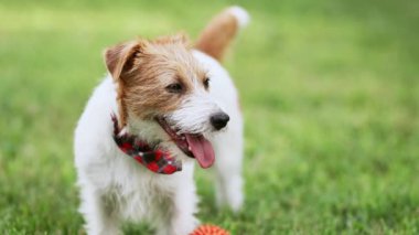 Yazın nefesi kesilen Jack Russell Terrier köpeği. Köpek dili, yüz, burun..