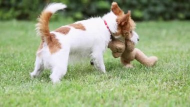 Oyuncu aktif, hiper köpek yavrusu çimenlerde oyuncağıyla oynuyor, çekiyor, çiğniyor ve ısırıyor.