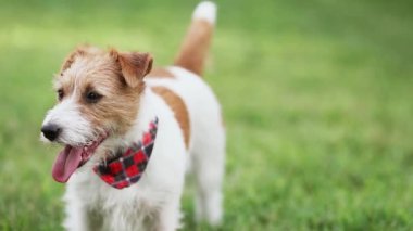 Yazın nefesi kesilen Jack Russell Terrier köpeği. Köpek dili, yüz, burun..