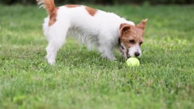 Oyuncu aktif Jack Russell köpek yavrusu çimlerin üzerinde oyuncak tenis topuyla oynuyor ve onu getiriyor.
