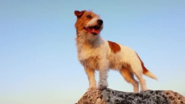 Mavi gökyüzü arka planında tatlı bir köpek duruyor, oturuyor ve nefes nefese. Seyahat, yürüyüş, evcil hayvanla yürüyüş..