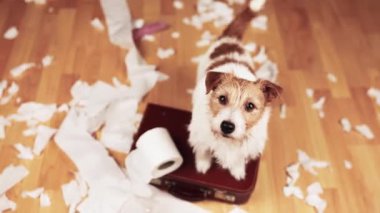 Isırdıktan sonra tuvalet kağıdı çiğneyen oyuncu, aktif, yaramaz bir köpek. Hiperaktif, aktif köpek eğitimi.