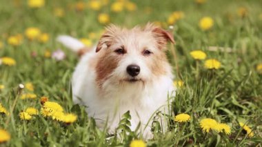 Şirin, mutlu, komik Jack Russell köpeği otları karahindiba çiçekleriyle dinliyor. Yaz, bahar arkaplanı.