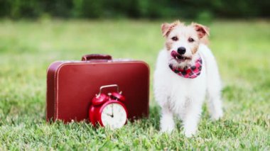 Bir bavulla seyahat etmeyi bekleyen mutlu şirin bir köpek. Evcil hayvan yaz tatili.