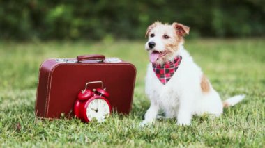 Bir bavulla oturup ikramda bulunmayı bekleyen mutlu şirin köpek. Hayvan gezisi, otel ya da tatil..