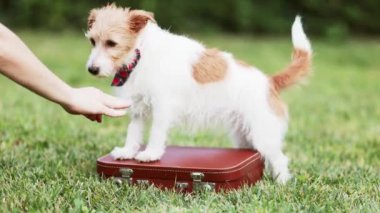 Antrenör köpeğine elleriyle öğretir ve ona atıştırmalık ikram eder. Yavru köpek eğitimi, köpek numaraları..