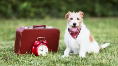 Bavul ve çalar saatle oturan mutlu soluk soluğa köpek. Hayvan gezisi, otel ya da tatil..