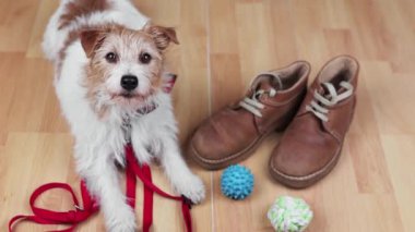Şirin, neşeli köpek yavrusu tasması, ayakkabısı ve oyuncaklarıyla yürümeyi bekliyor.
