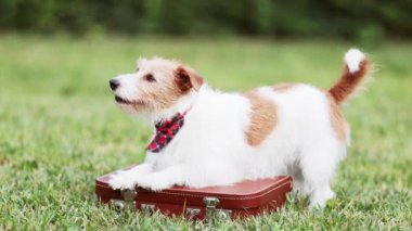 Komik mutlu konuşma, gülen, gülümseyen köpek yazın kuyruğunu sallıyor.