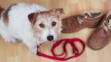 Şirin, mutlu köpek yavrusu tasmalı ve sahibinin ayakkabılarıyla yürümeyi bekliyor.