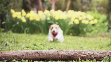 Şirin, mutlu, aktif Jack Russell evcil köpeği çimlerin üzerinde koşup zıplıyor. Hiperaktif köpek..