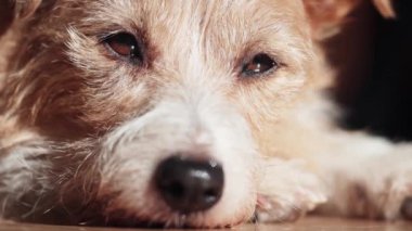 Yüz ifadesi ve sevimli, gevşetici, tembel Jack Russell evcil köpeğinin gözleri.
