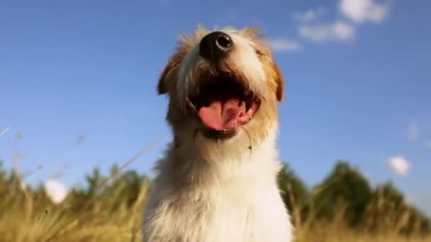 Emozionante Ansimante Cane Iperattivo Testa Cucciolo Lingua Naso Denti — Video Stock