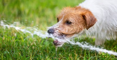 Komik, susamış köpek pankartı, sıcak bir yaz gününde su sıçratarak oynamak ve çimlerde içmek gibi.