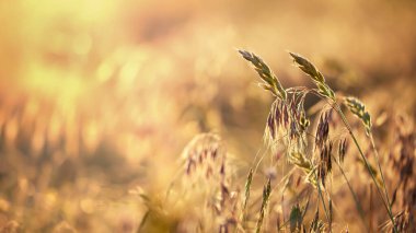 Altın çiçekli otlar, polen alerjisi, alerji bitkisi arkaplanı.
