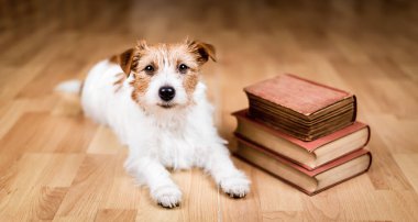 Kitapları olan mutlu bir köpek. Okula, eğitime ya da eğitime geri dönüş afişi.