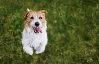Tatlı, susamış bir sosislinin yüzü çimenlerde dileniyor gibi.