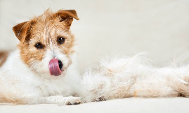 Ağzı yalanıyormuş gibi saçı koçun üzerinde olan sevimli bir gölgeli köpeğin yüzü. Kürk başına temizlik.