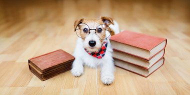 Kitaplı gözlük takan sevimli bir köpek. Okula mı yoksa köpek eğitim pankartına mı?.