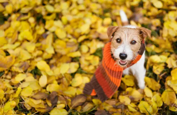 stock image Cute funny smiling pet dog wearing warm scarf in the leaves. Cold autumn, fall, winter or animal clothing background.