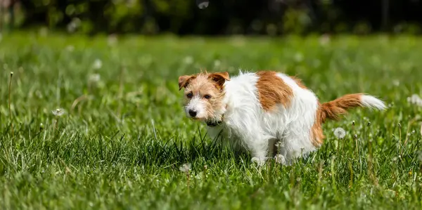 Köpek çimlere tuvaletini yapıyor. Kaka yapmak, dışkılamak, evcil hayvan dışkısı afişi.