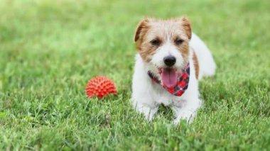 Sevimli tembel dinlenen susamış köpek sıcak bir yaz gününde oyuncağıyla oynadıktan sonra çimenlerde nefes nefese kalıyor.