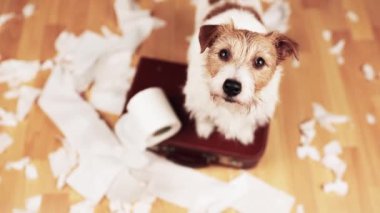 Isırdıktan sonra tuvalet kağıdı çiğneyen oyuncu, aktif, yaramaz bir köpek. Hiperaktif, aktif köpek eğitimi.