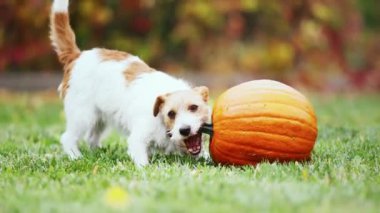 Sevimli köpek yavrusu, sonbaharda balkabağı yiyor. Sonbahar ya da mutlu Şükran Günü konsepti.