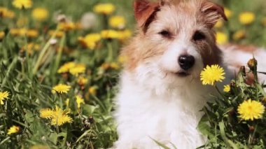 Sevimli, mutlu bir evcil köpeğin yüzü çimenlerdeki karahindiba çiçeğini kokluyor gibi. Yaz, bahar arkaplanı.