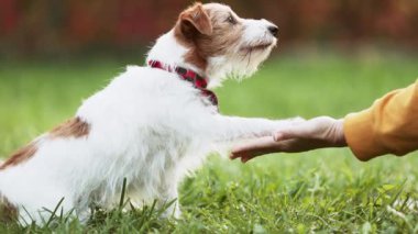 Antrenör sahibi ona tatlı görünüşlü bir köpeğe atıştırmalık vermeyi öğretiyor. Yavru köpek eğitimi. İnsan ve hayvanın dostluğu, ilişkisi ve sevgisi..