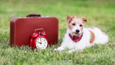 Güzel, soluk soluğa bir bavulla seyahat bekleyen mutlu bir köpek. Evcil hayvan yaz tatili.