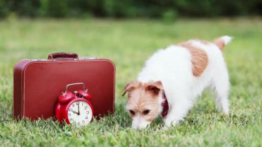 Tatlı köpek kokusu, yazın çimenleri koklamak bir bavul ve çalar saatle.