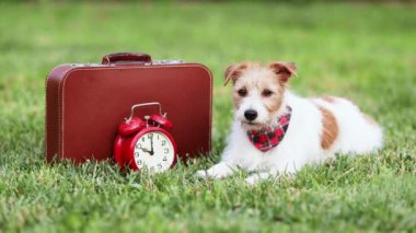 Güzel, soluk soluğa bir bavulla seyahat bekleyen mutlu bir köpek. Evcil hayvan yaz tatili.
