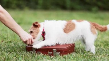 Antrenör köpeğine elleriyle öğretir ve ona atıştırmalık ikram eder. Yavru köpek eğitimi, köpek numaraları..