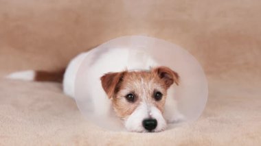 İyileşen şirin bir köpeğin yüzü huni tasma takıyor. Hadım edildikten sonra koruma.