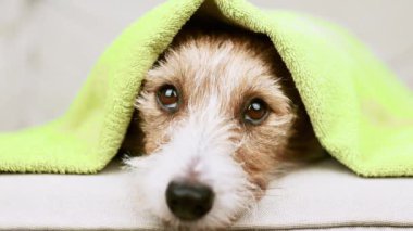 Banyodan sonra havlu battaniyesi ve duşla sevimli bir köpek yavrusunun yüzü. Hayvan bakımı..