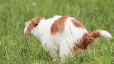 Köpek çimlere tuvaletini yapıyor. Kaka yapmak, dışkılamak, hayvan dışkısı konsepti..