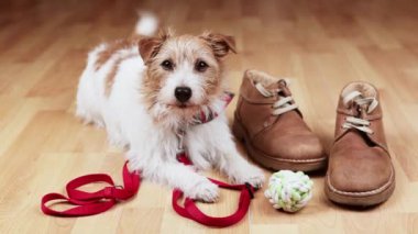 Şirin, mutlu, aktif kuyruk sallayan köpek tasması, oyuncağı ve sahibinin ayakkabıları ile yürüyüşe çıkmayı bekliyor.