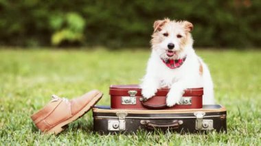 Bavulları ve ayakkabıları olan mutlu nefes nefese bir köpek. Hayvan gezisi, otel ya da tatil..