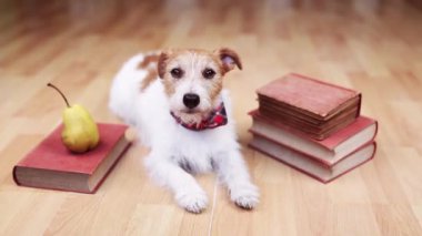 Kitapları ve armudu olan şirin küçük bir köpek. Okula dönmek mi yoksa köpek eğitimi mi?.