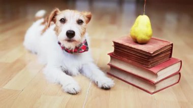Mutlu köpek kuyruğunu kitapların ve armutların yanında sallıyor. Okula dönmek, çalışmak ya da öğrenme konsepti.